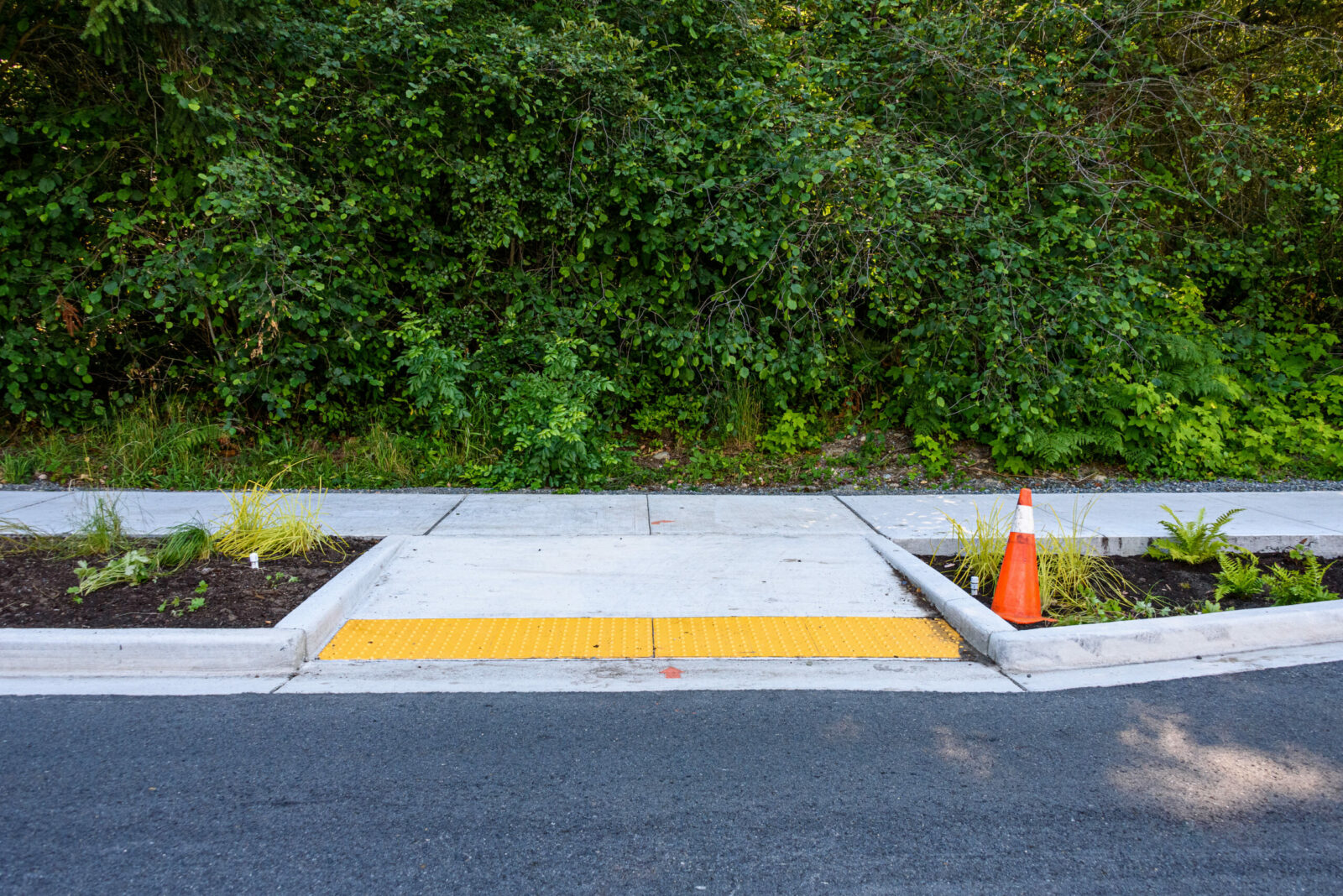 Newly planted median between the street and new sidewalk, including disabled entrance ramp, ferns, ornamental grasses, other plants, and orange safety cone.